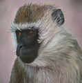 Vervet